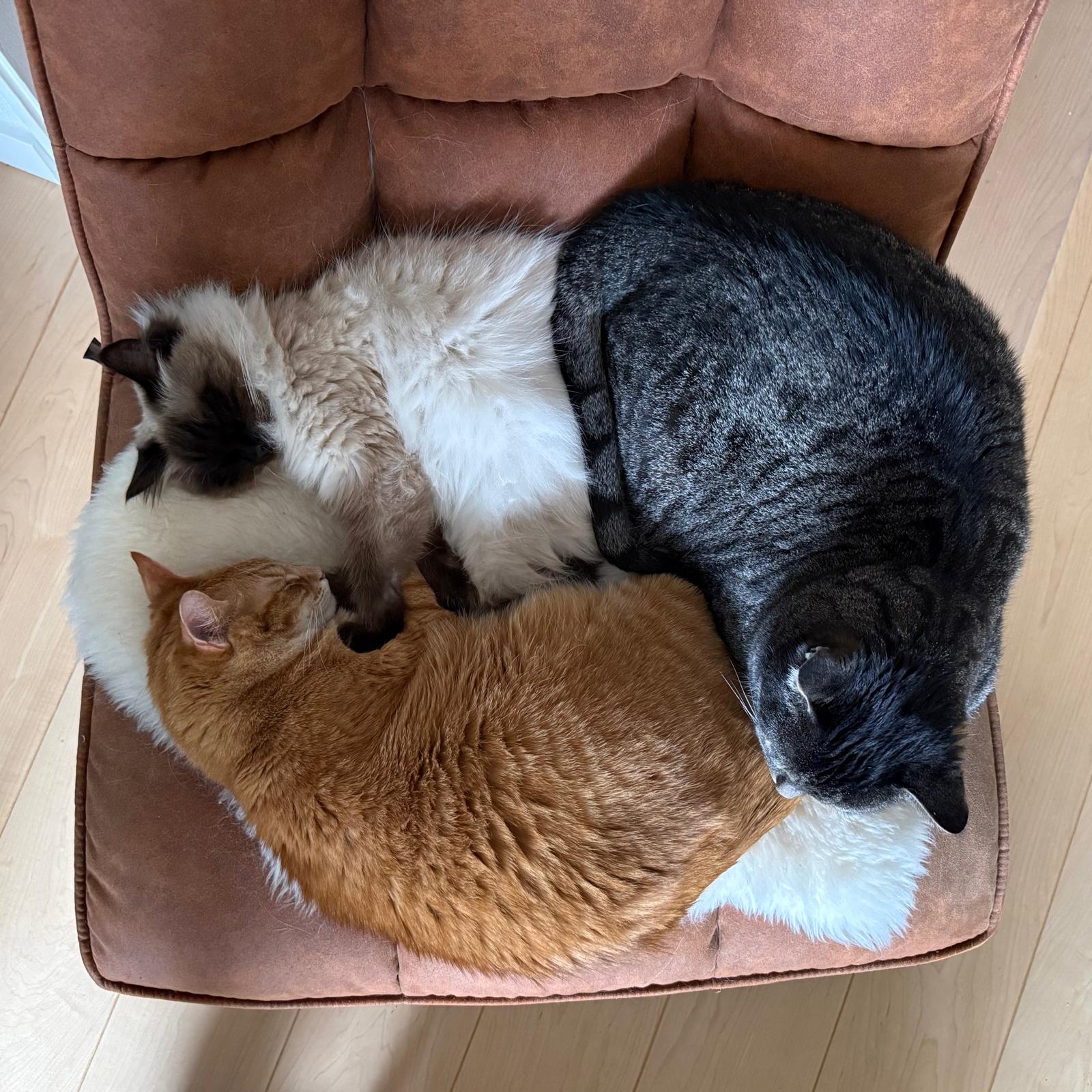 WhatsApp Image 2026-02-06 at 14.10.35.jpeg