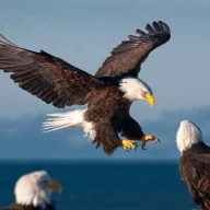 AmericanEagle55