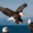 AmericanEagle55